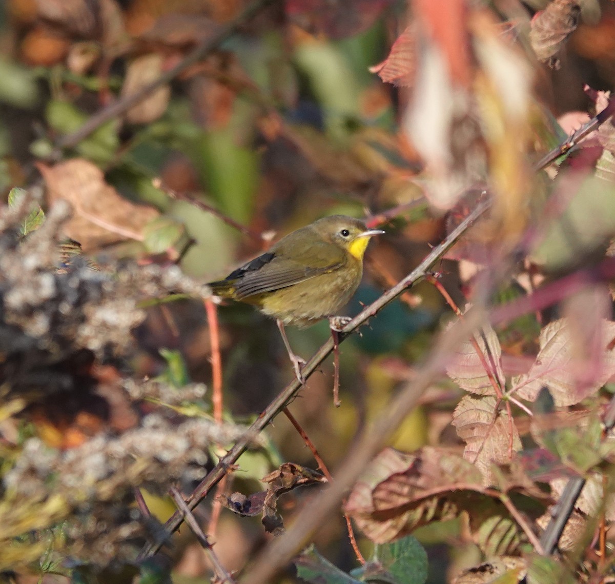 Common Yellowthroat - ML643989685