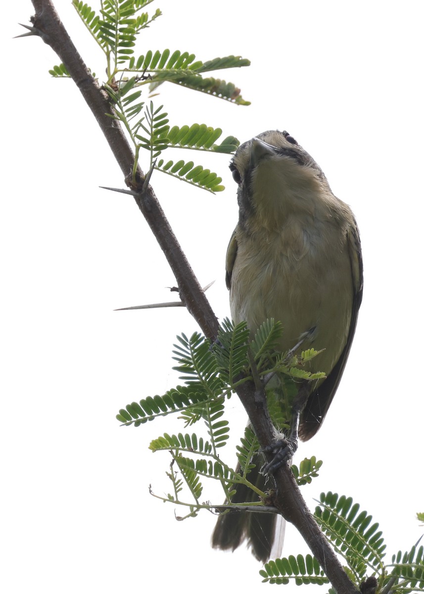 Viréo à tête noire - ML643989688