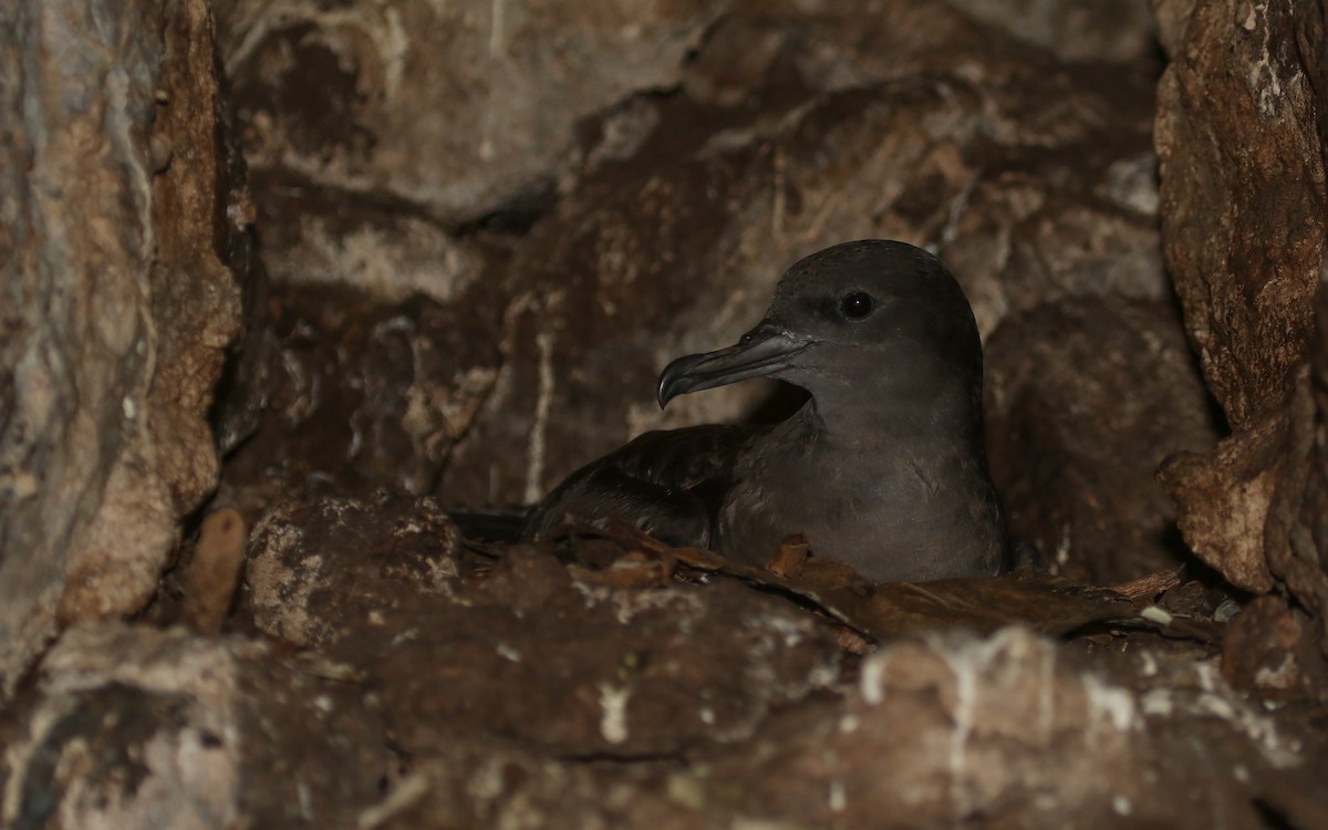 Wedge-tailed Shearwater - ML643989699