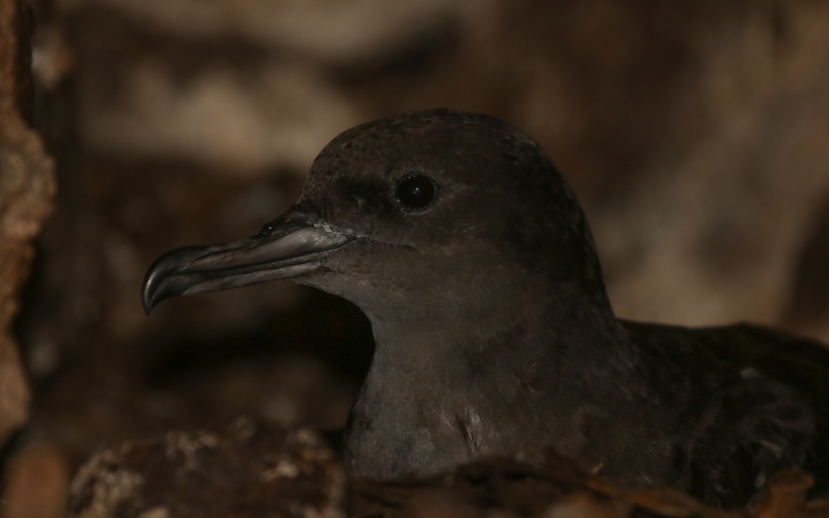 Wedge-tailed Shearwater - ML643989700