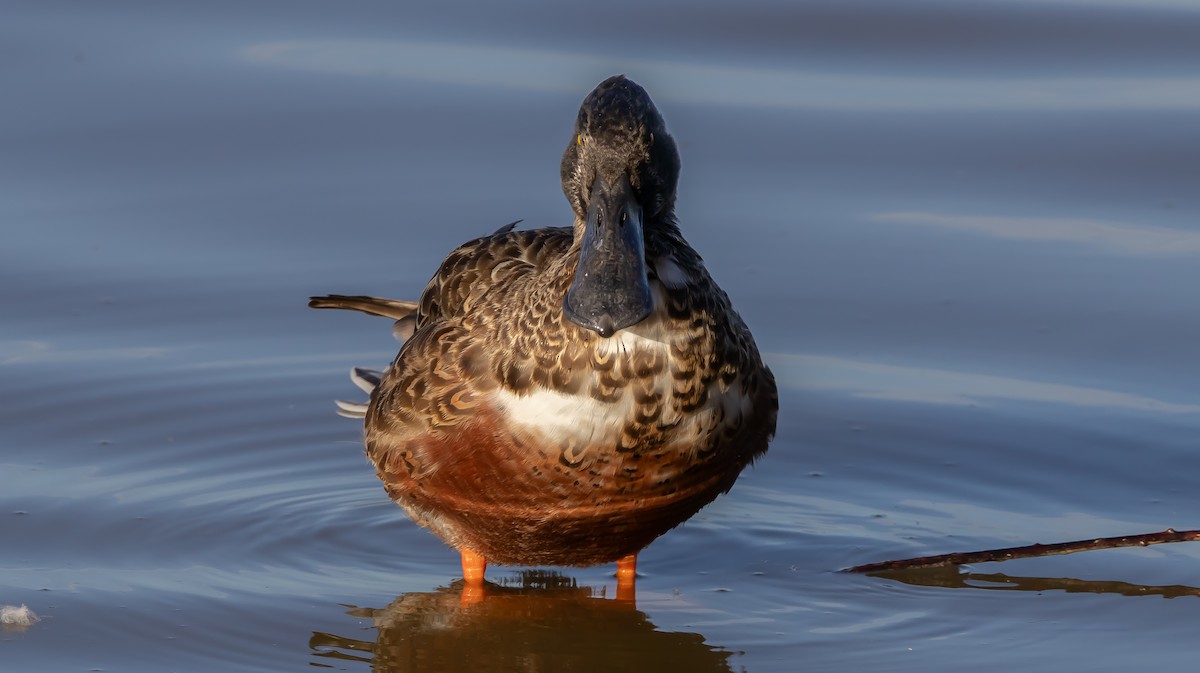 Canard souchet - ML643989707