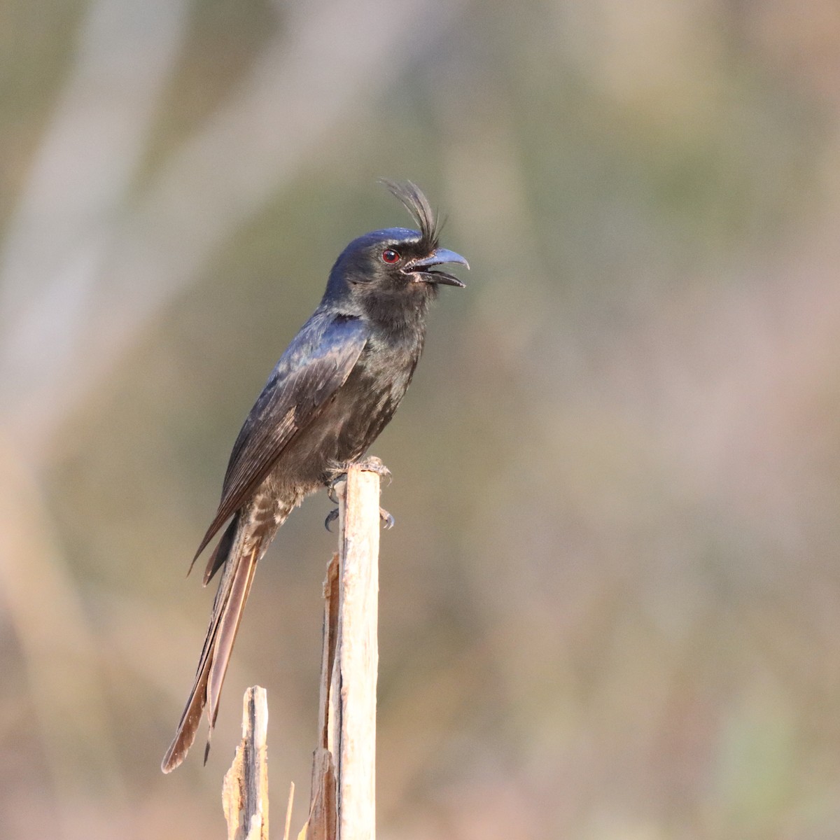 Crested Drongo - ML643989769