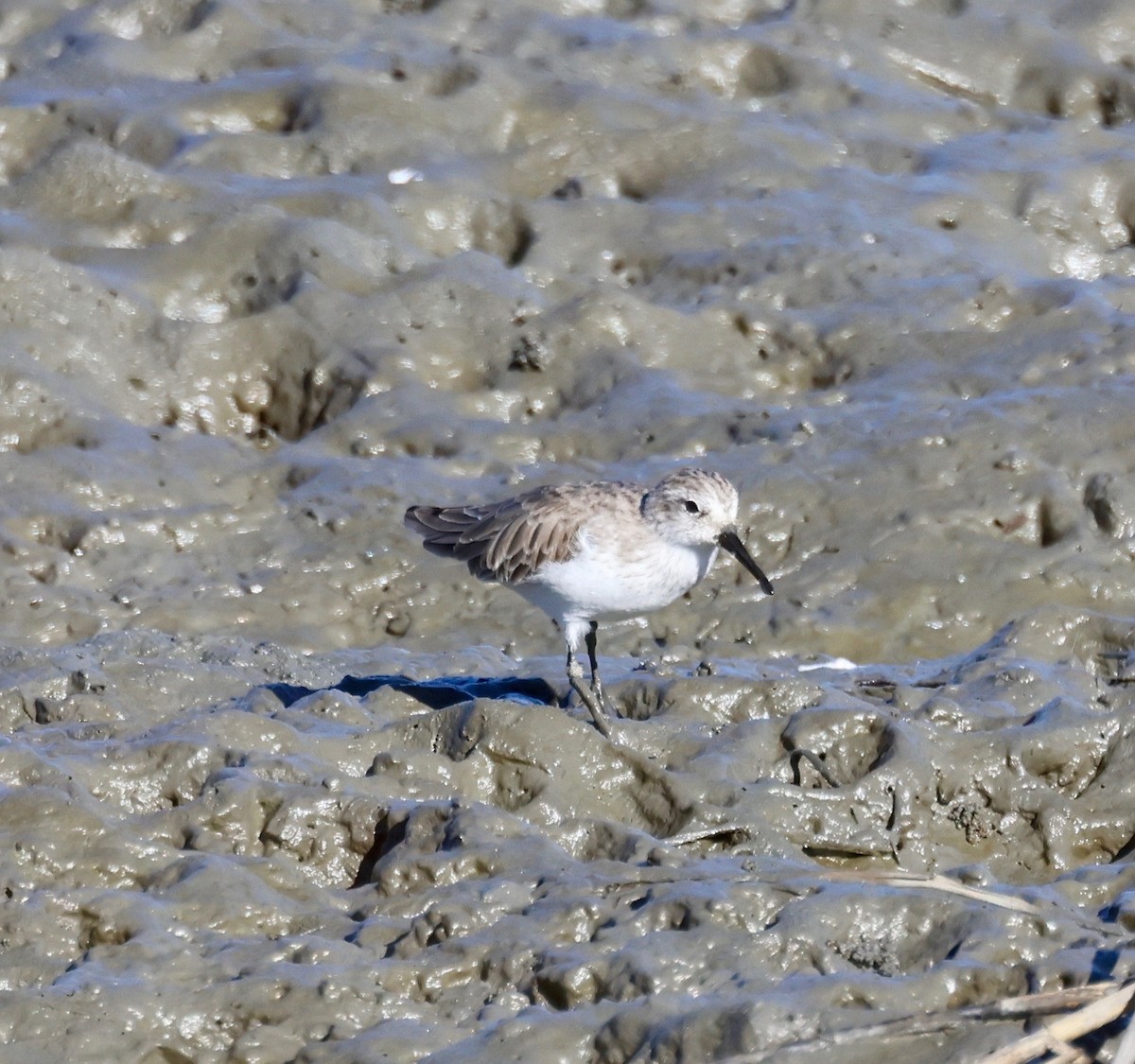 Western Sandpiper - ML643989778