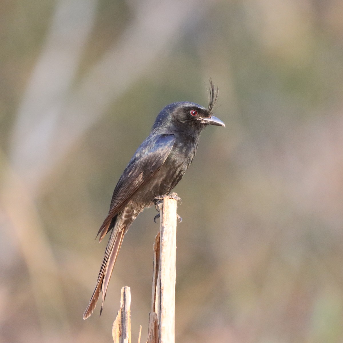 Crested Drongo - ML643989781