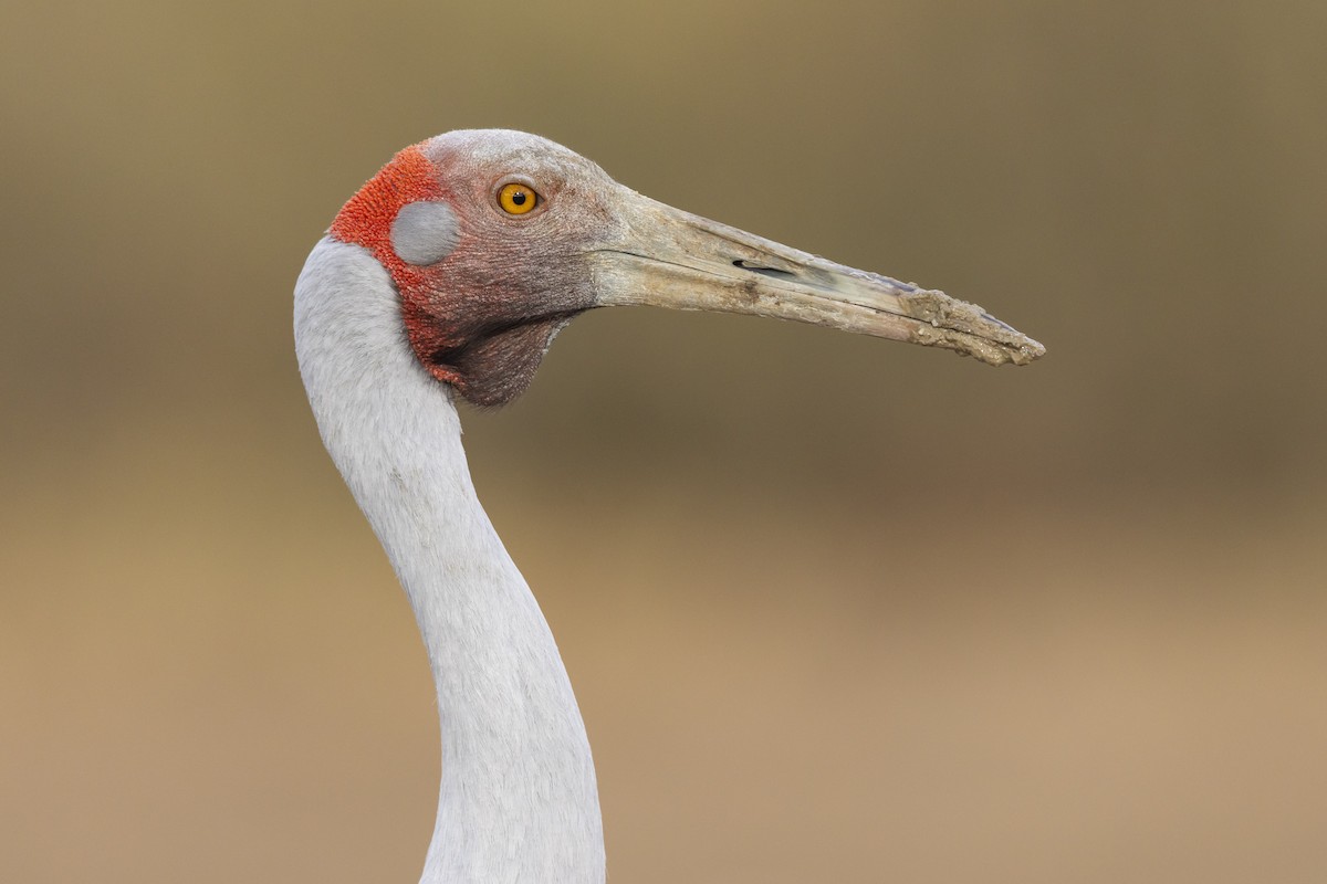 Brolga - ML643989784