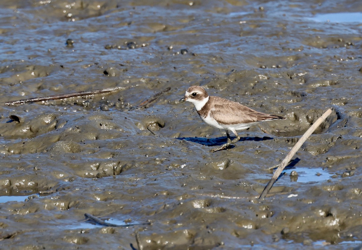 Semipalmated Plover - ML643989797