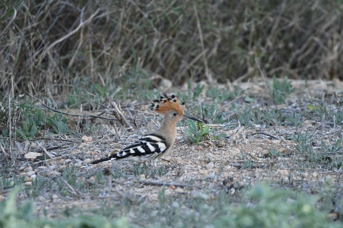 Eurasian Hoopoe - ML643989802