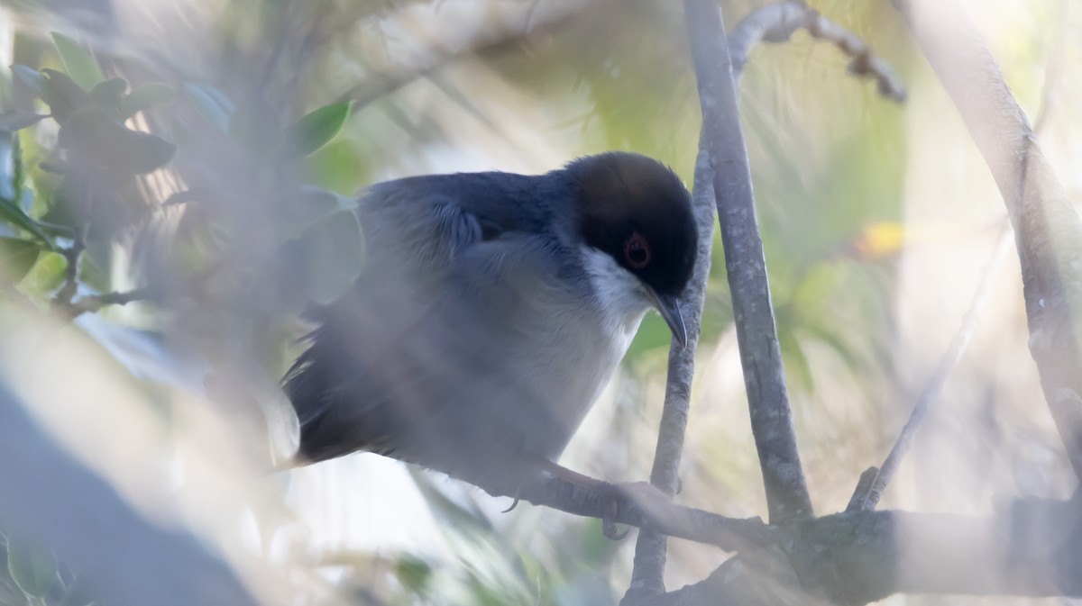 Sardinian Warbler - ML643989810