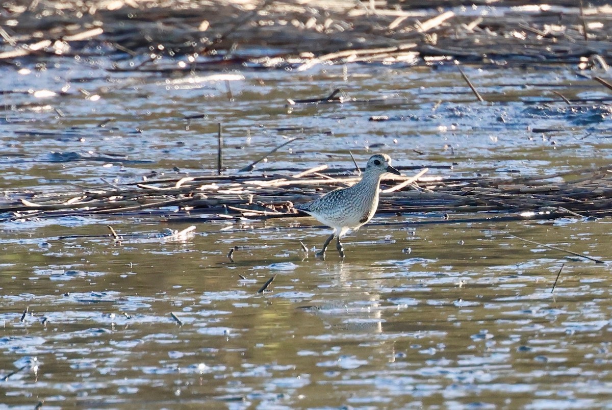 Black-bellied Plover - ML643989815