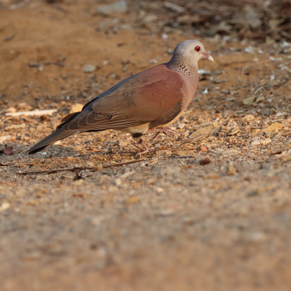 Горлиця мадагаскарська - ML643989822