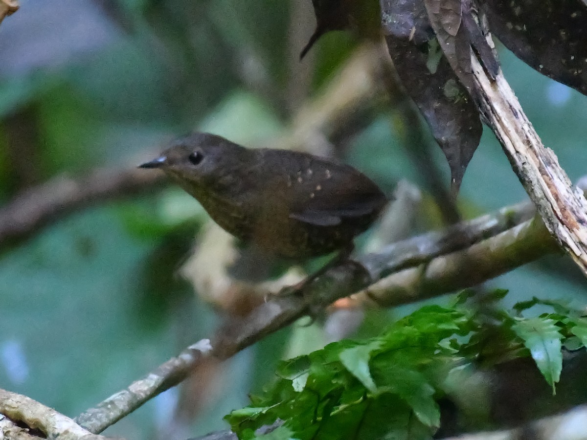 タカサゴミソサザイ - ML643989828