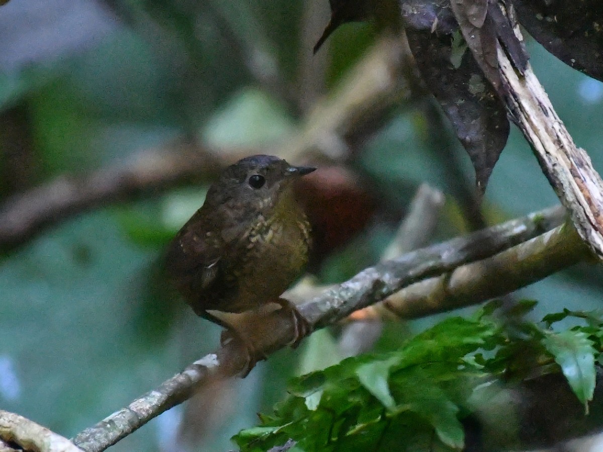 タカサゴミソサザイ - ML643989829