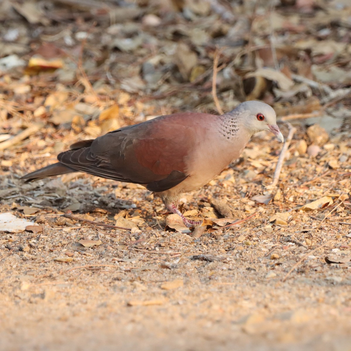 Горлиця мадагаскарська - ML643989831