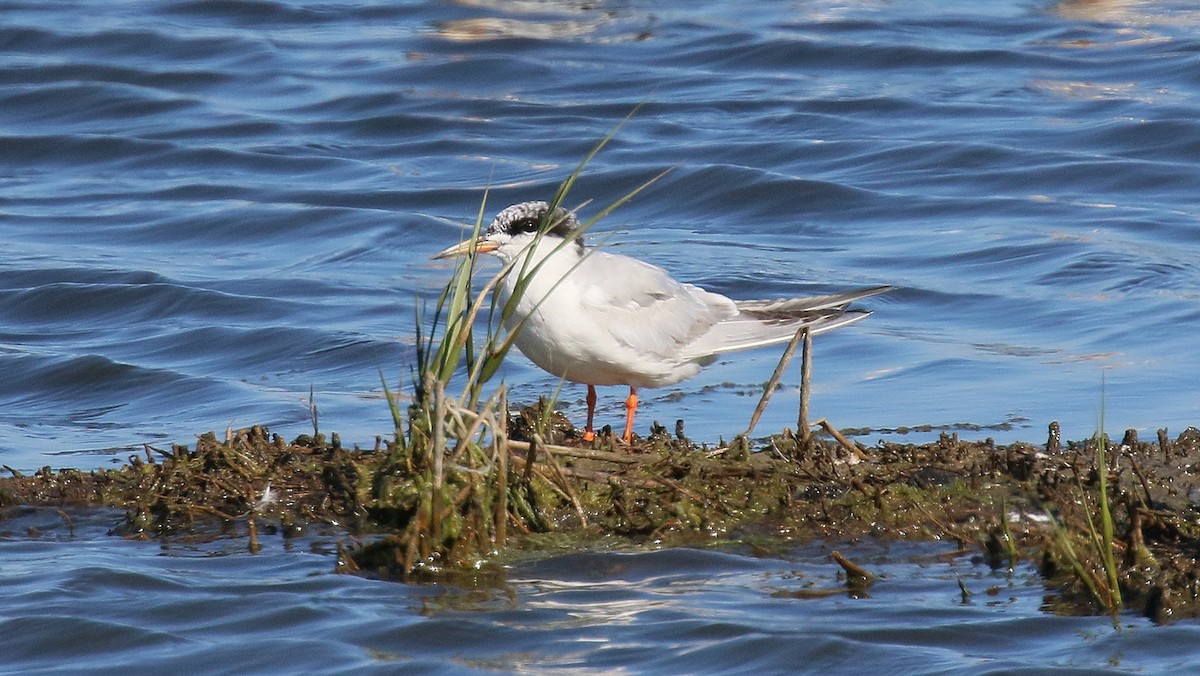 Forster's Tern - ML643989869