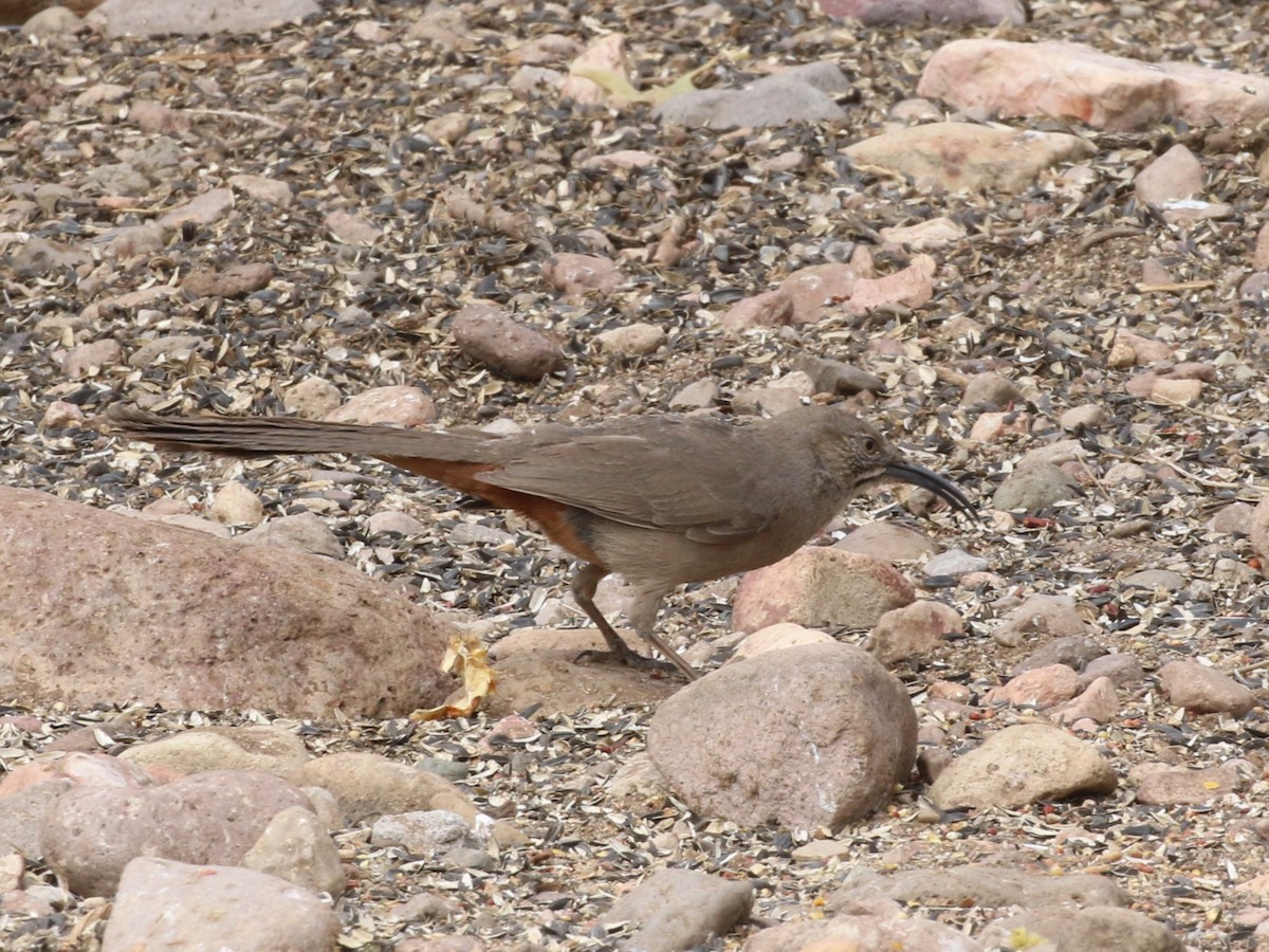 Crissal Thrasher - ML643989897