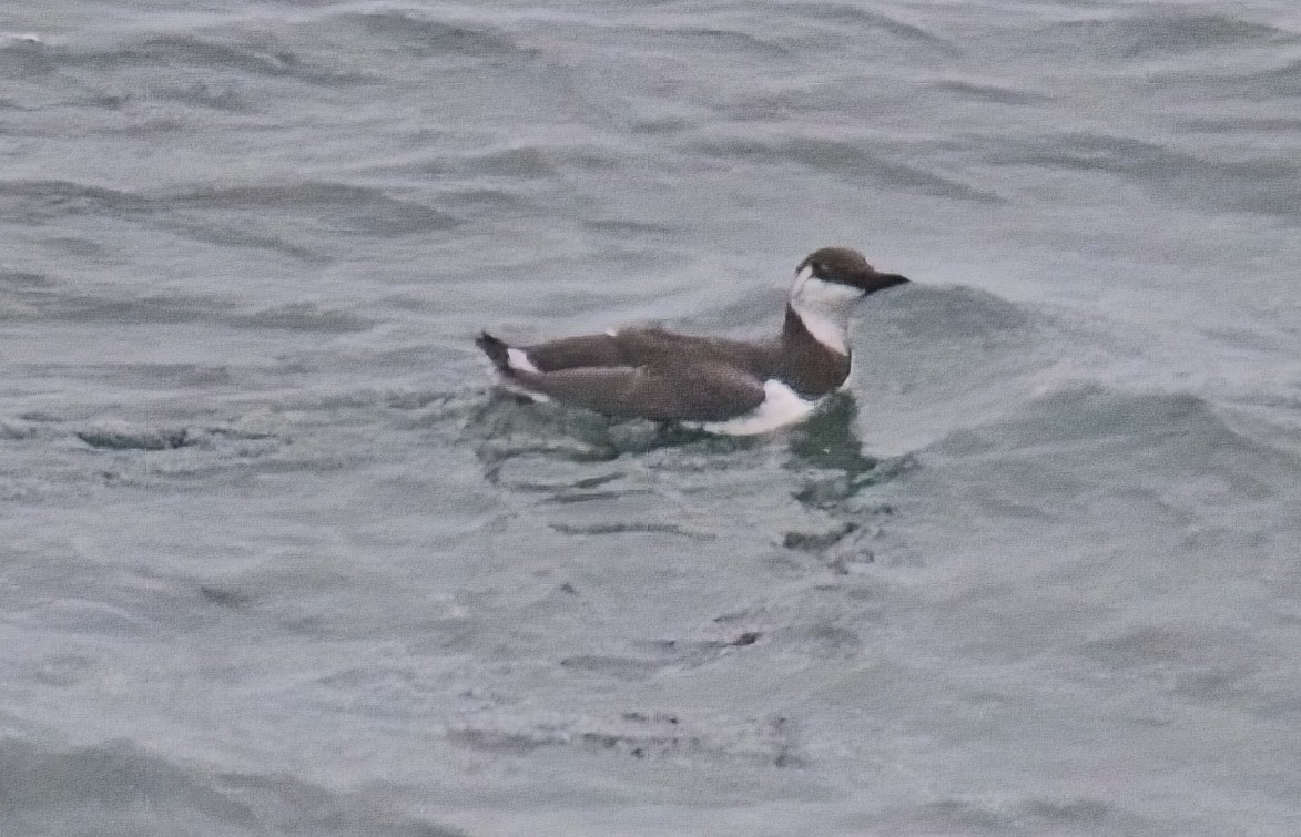 Common Murre - ML643989899