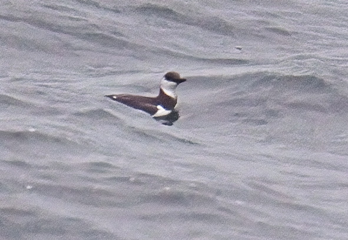 Common Murre - ML643989900