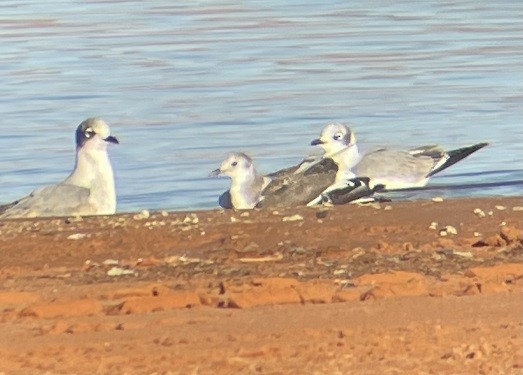 Sabine's Gull - ML643989921