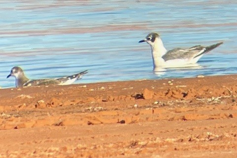 Sabine's Gull - ML643989922