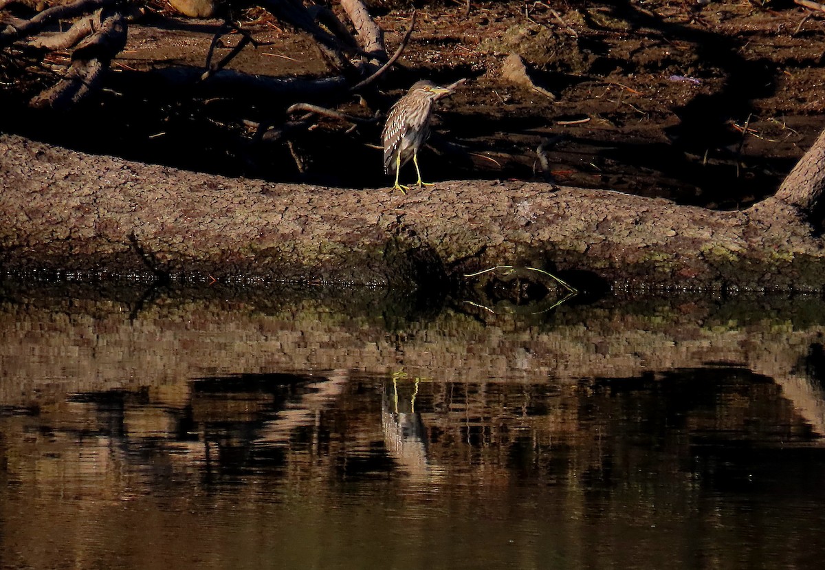 Ногоовор зашин - ML643989924
