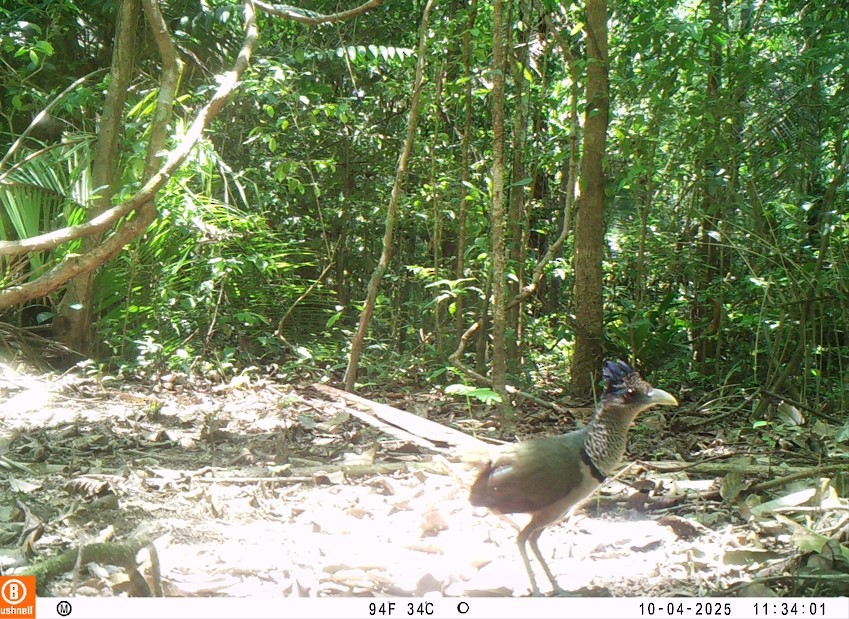 Таязура рудогуза - ML643989949