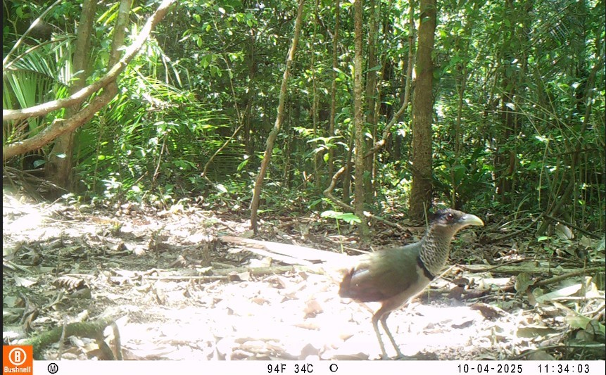 Таязура рудогуза - ML643989984