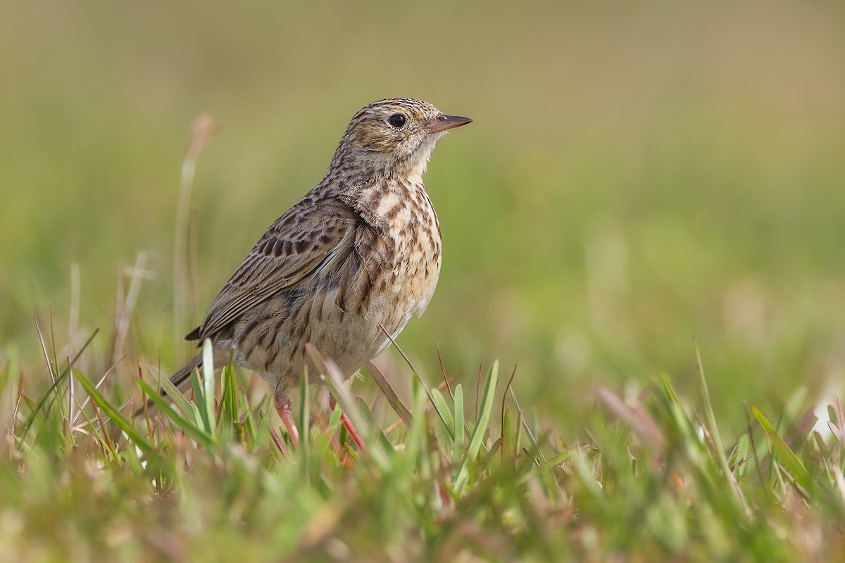 Щеврик короткодзьобий - ML643989985