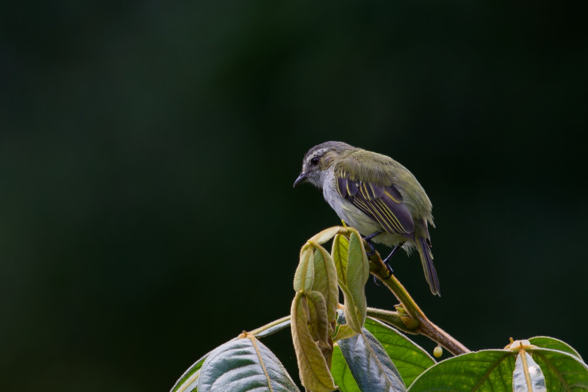 Mistletoe Tyrannulet - ML643990007
