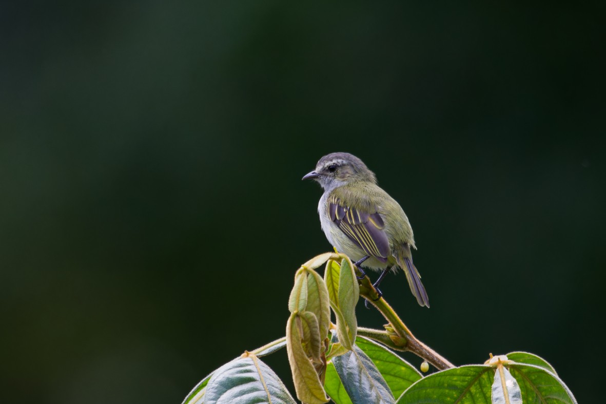 Mistletoe Tyrannulet - ML643990008