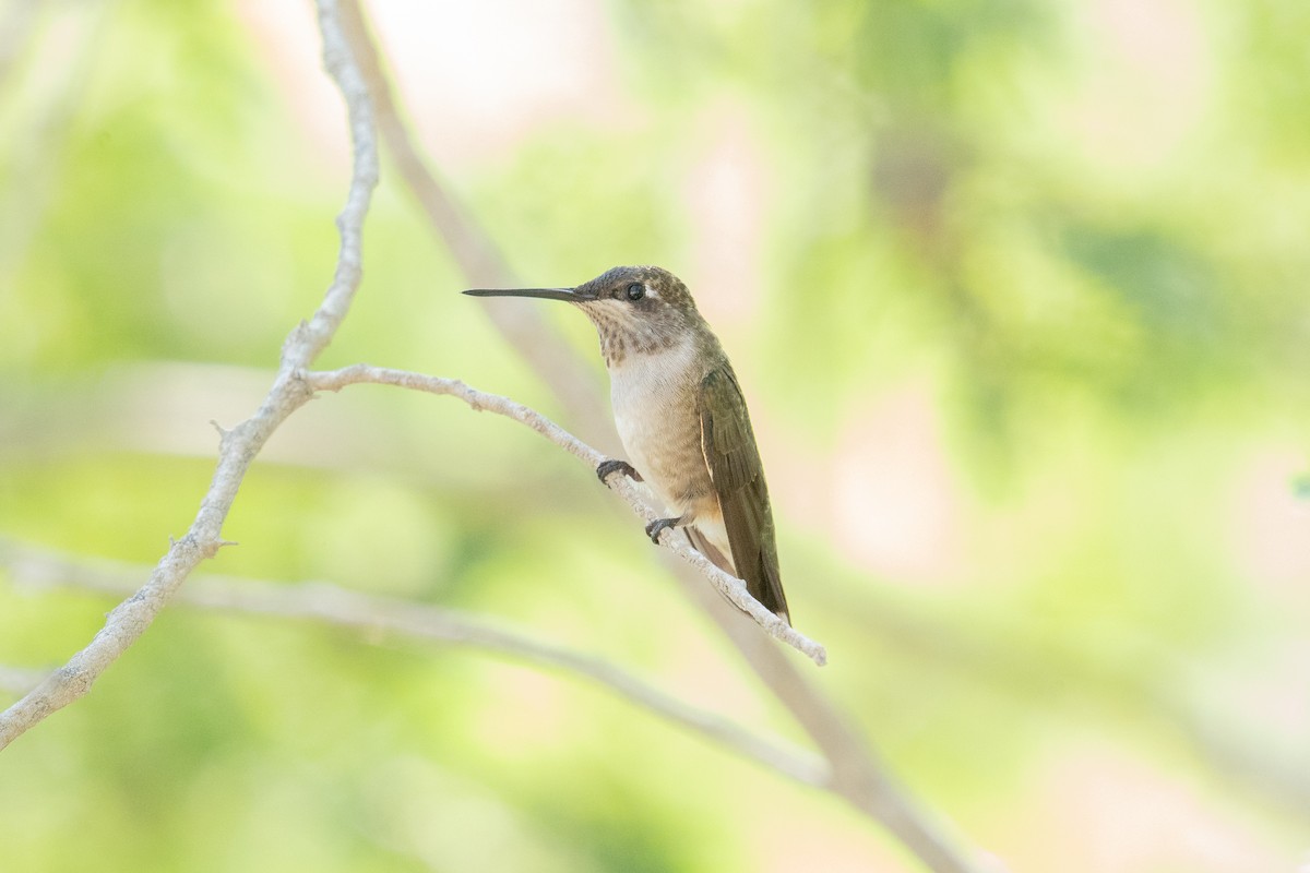 Ruby-throated Hummingbird - ML643990012