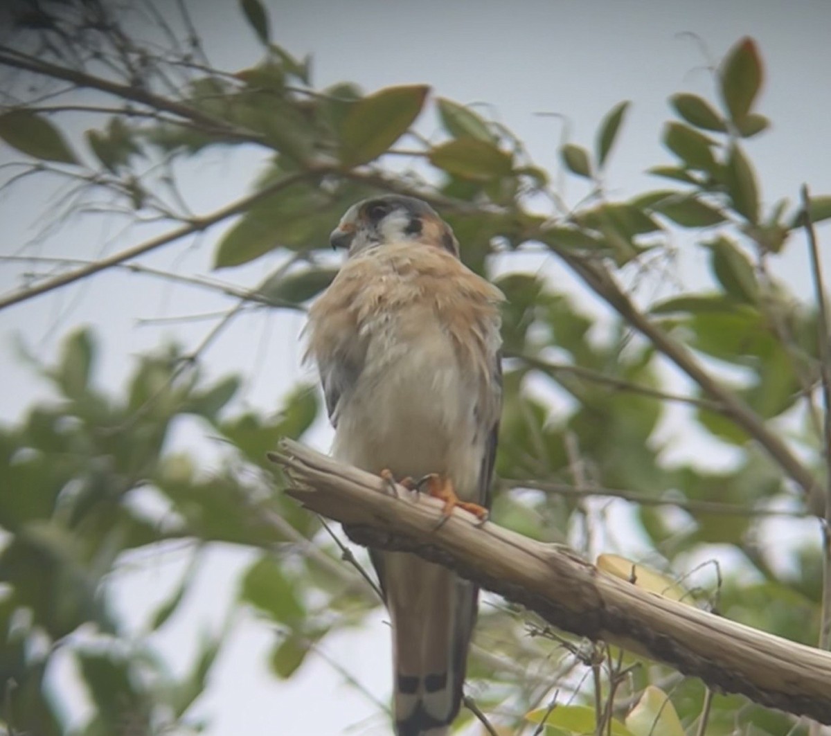 American Kestrel - ML643990013