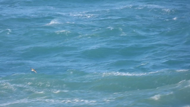 Balearic Shearwater - ML643990017