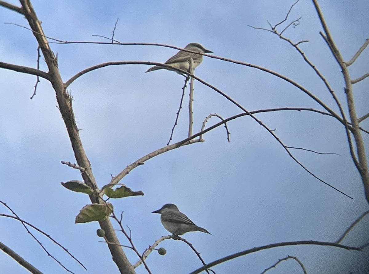 Gray Kingbird - ML643990018