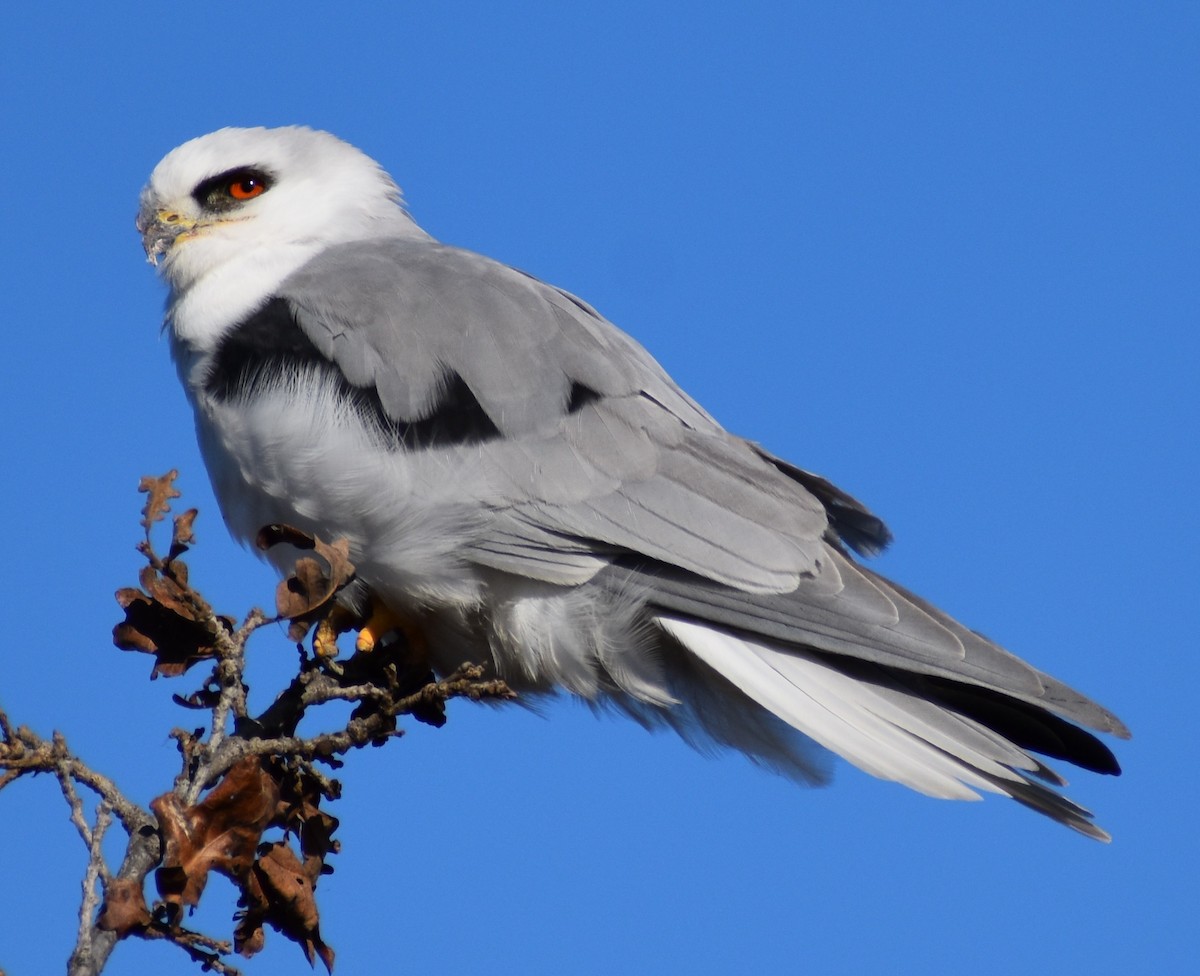 White-tailed Kite - ML643990058