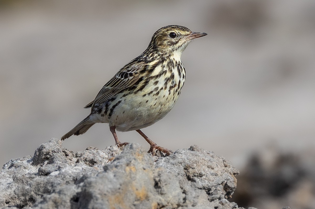 Correndera Pipit - ML643990078