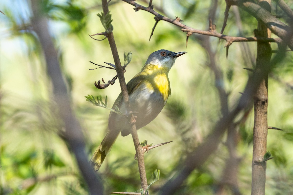 Желтогрудый апалис - ML643990092