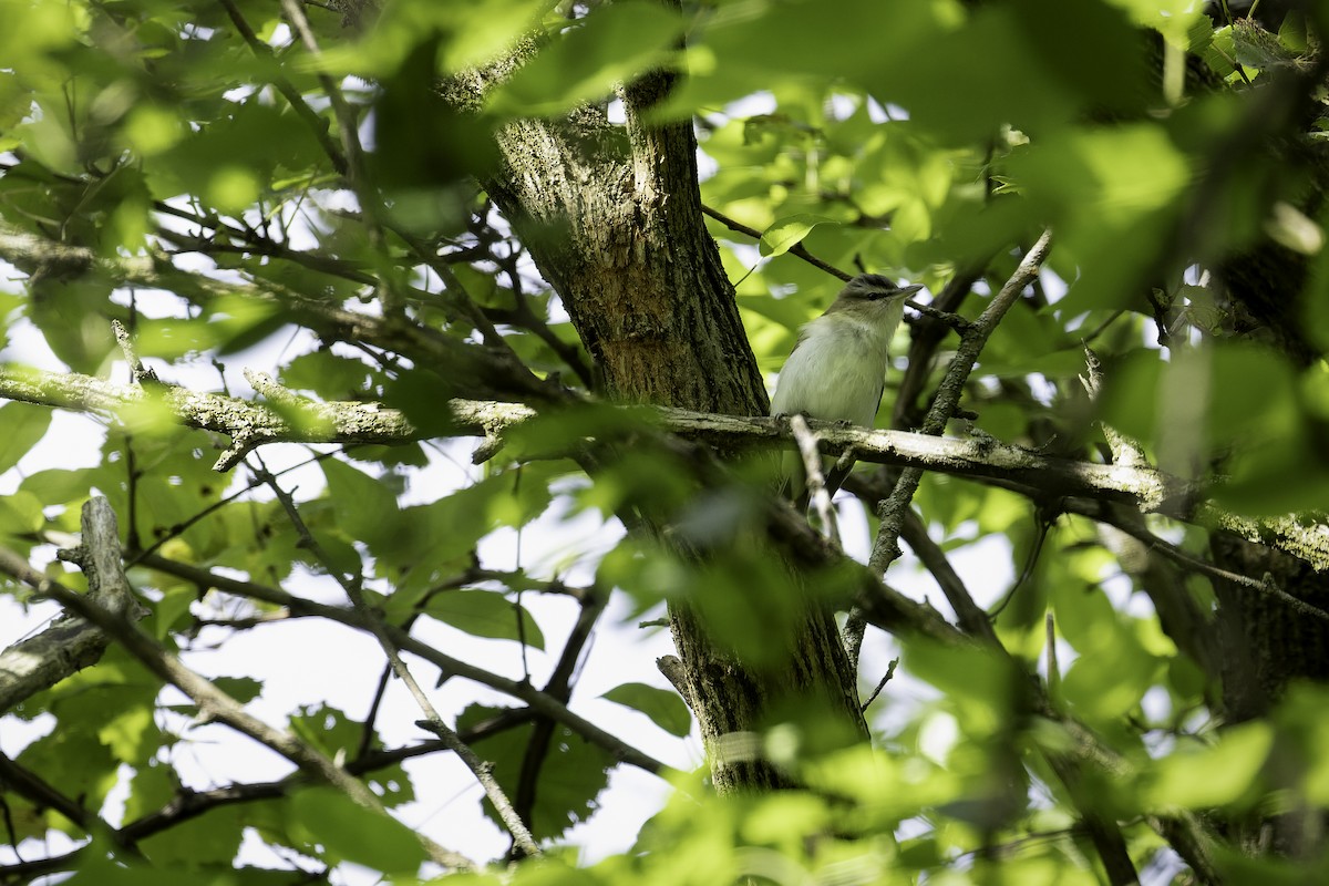 Red-eyed Vireo - ML643990101
