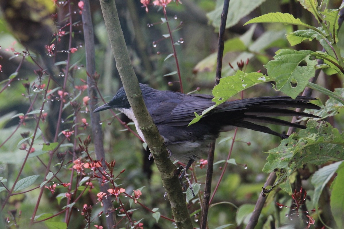 Blue-and-white Mockingbird - ML643990114