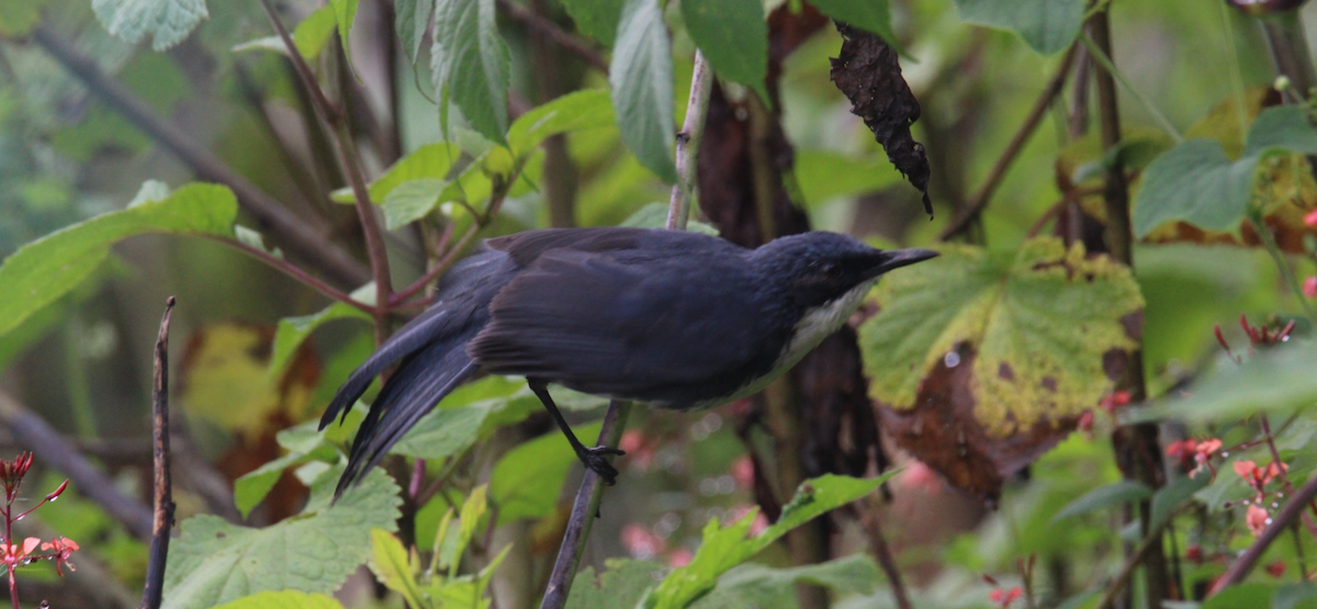 Blue-and-white Mockingbird - ML643990115