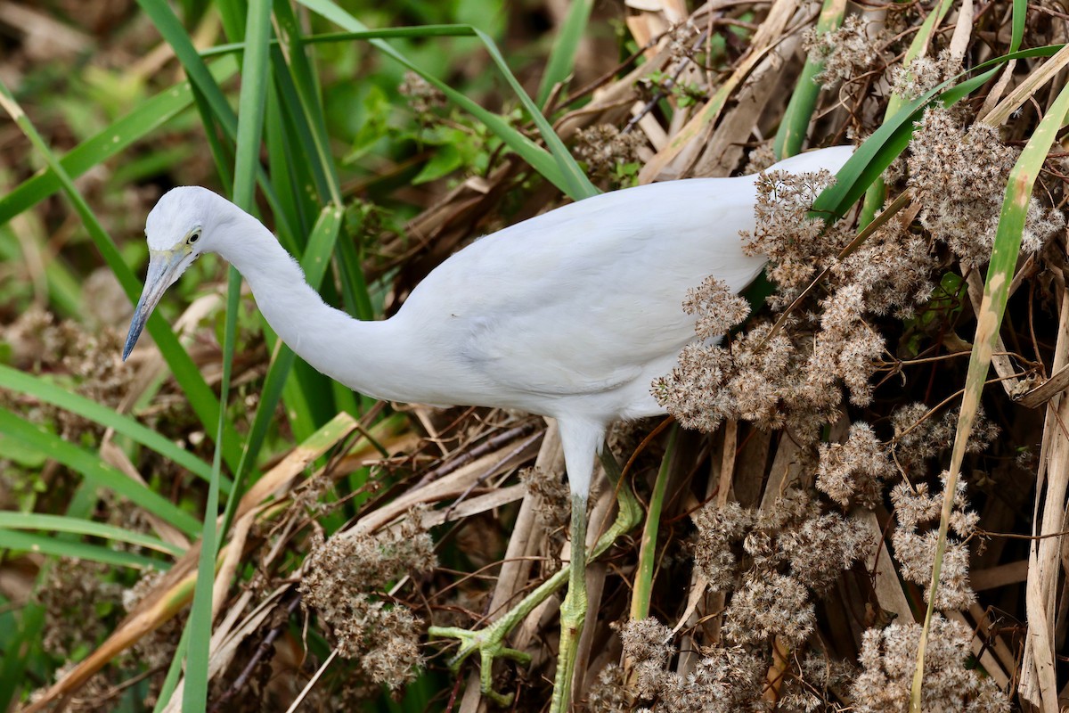 Little Blue Heron - ML643990142
