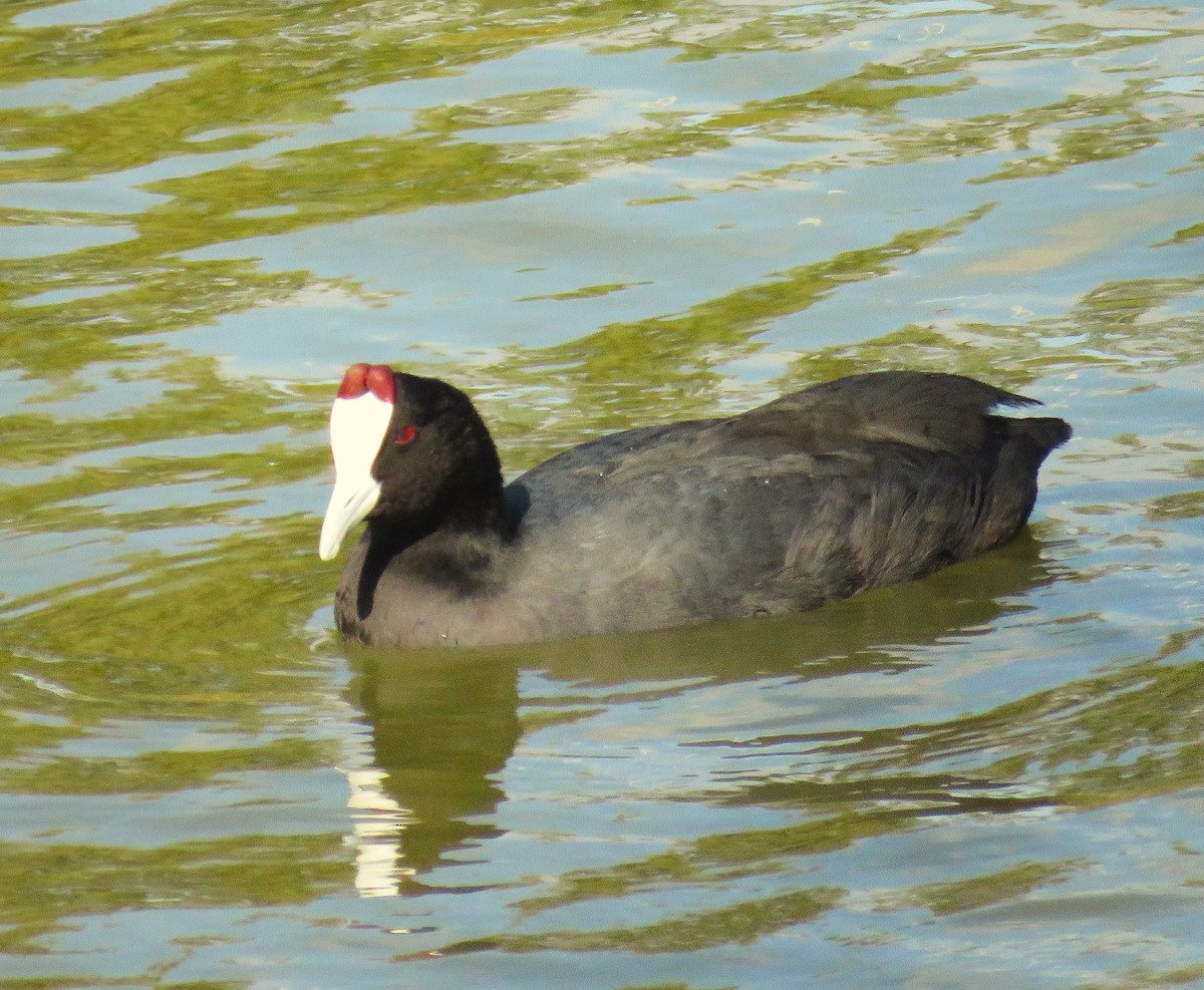 アフリカオオバン - ML643990158