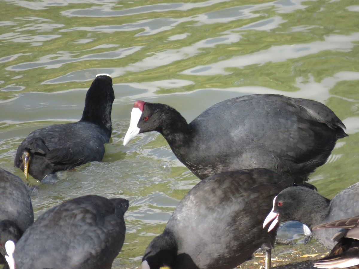 アフリカオオバン - ML643990159