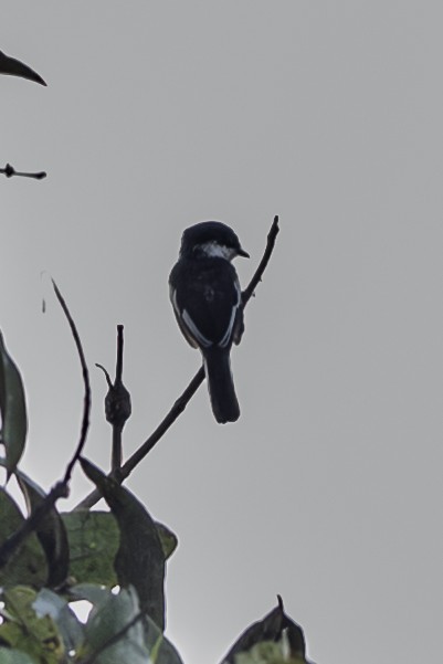 Bar-winged Flycatcher-shrike - ML643990198