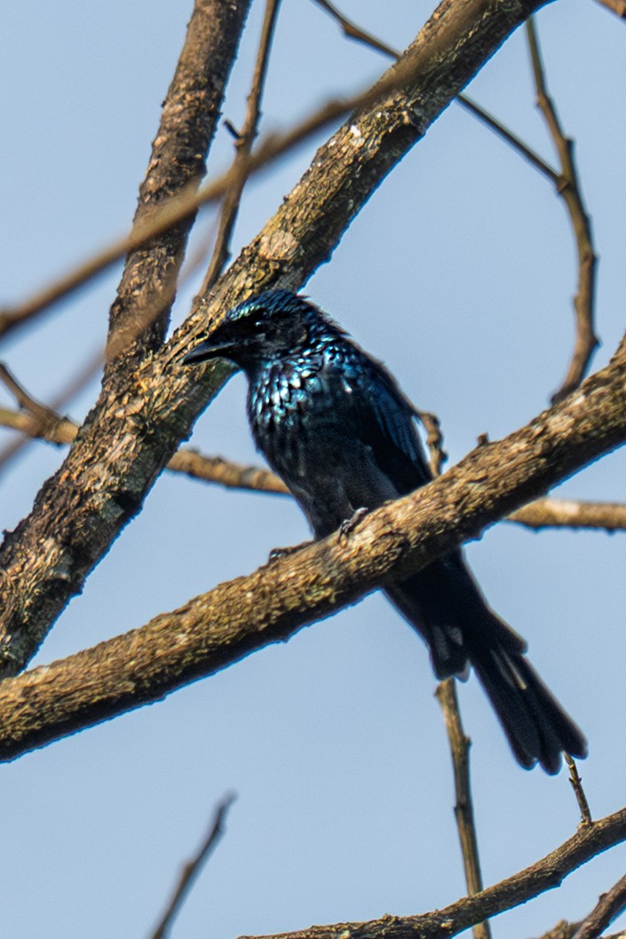 Bronzed Drongo - ML643990237