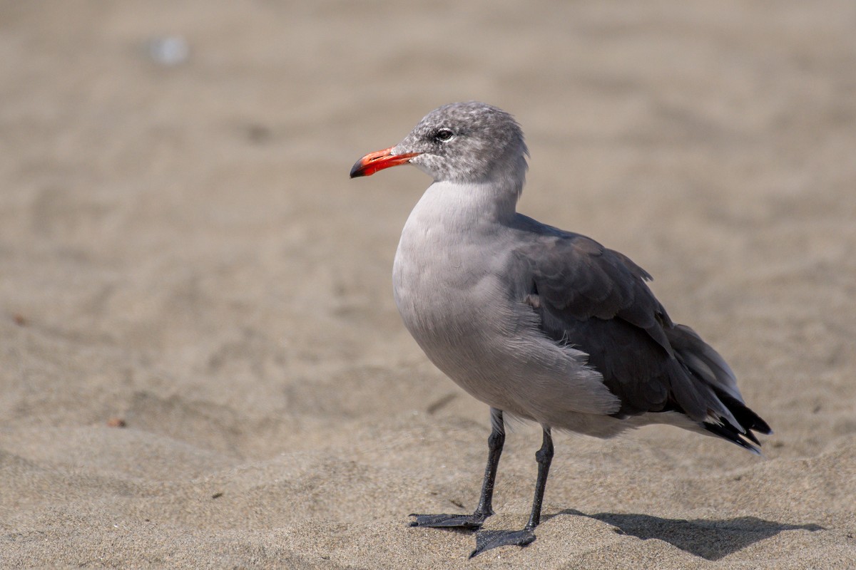 Heermann's Gull - ML643990254