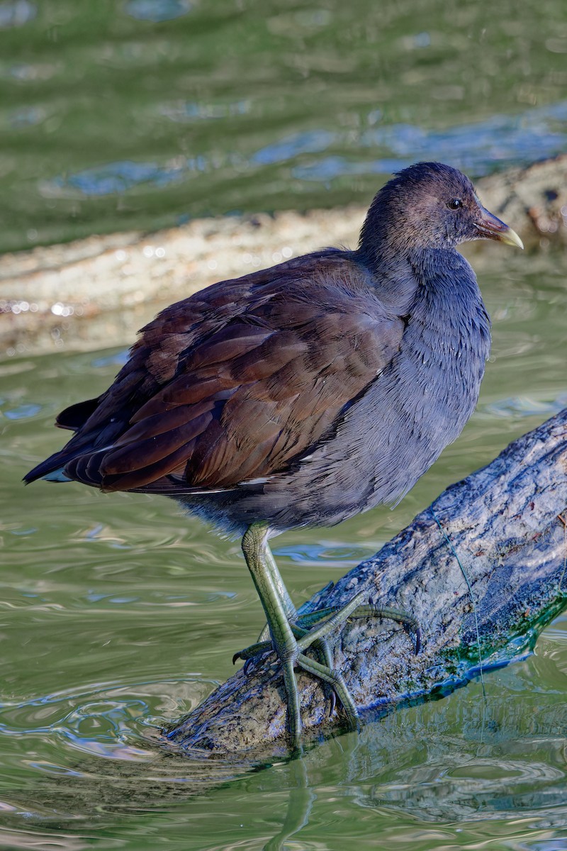 Gallinule d'Amérique - ML643990262