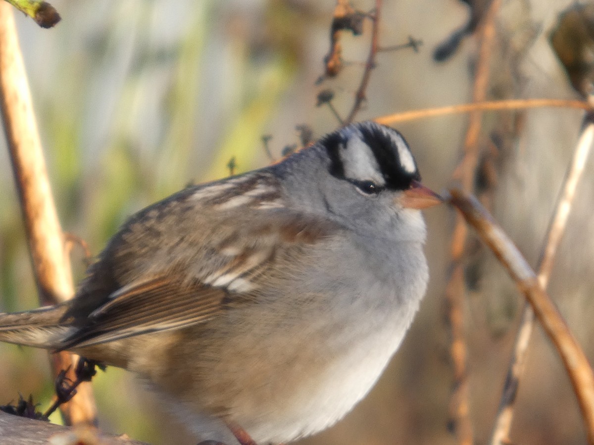 White-crowned Sparrow - ML643990283