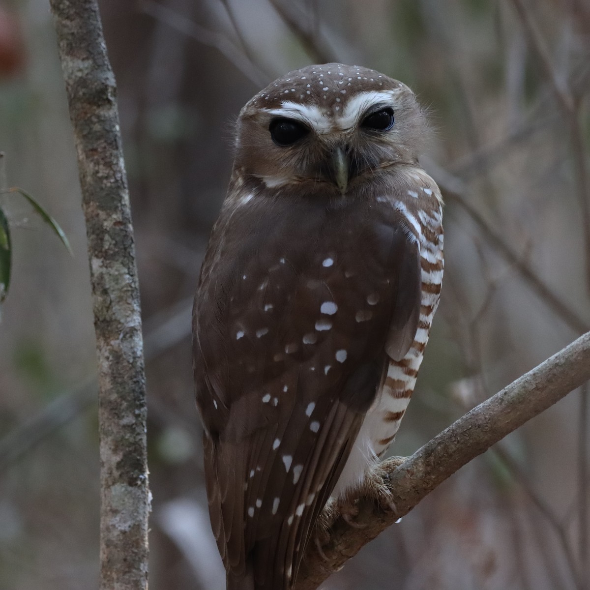 White-browed Owl - ML643990304
