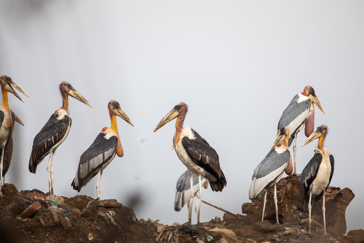 Greater Adjutant - ML643990311