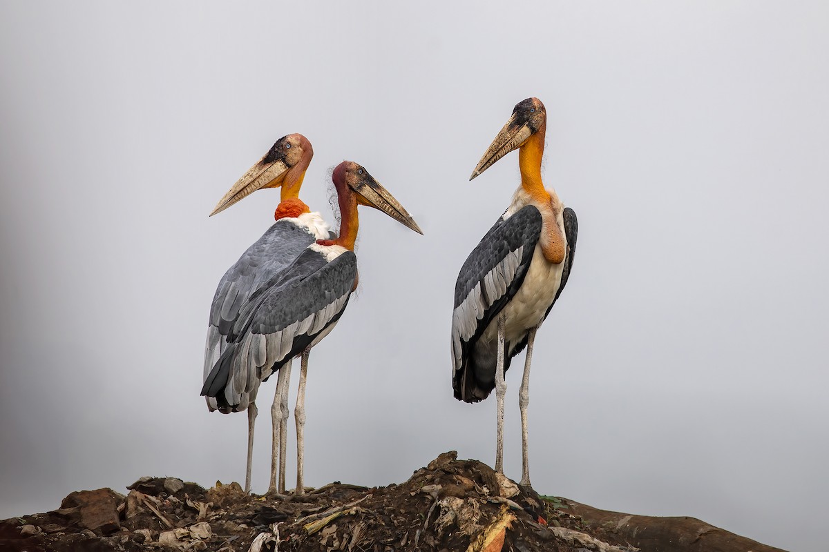 Greater Adjutant - ML643990312
